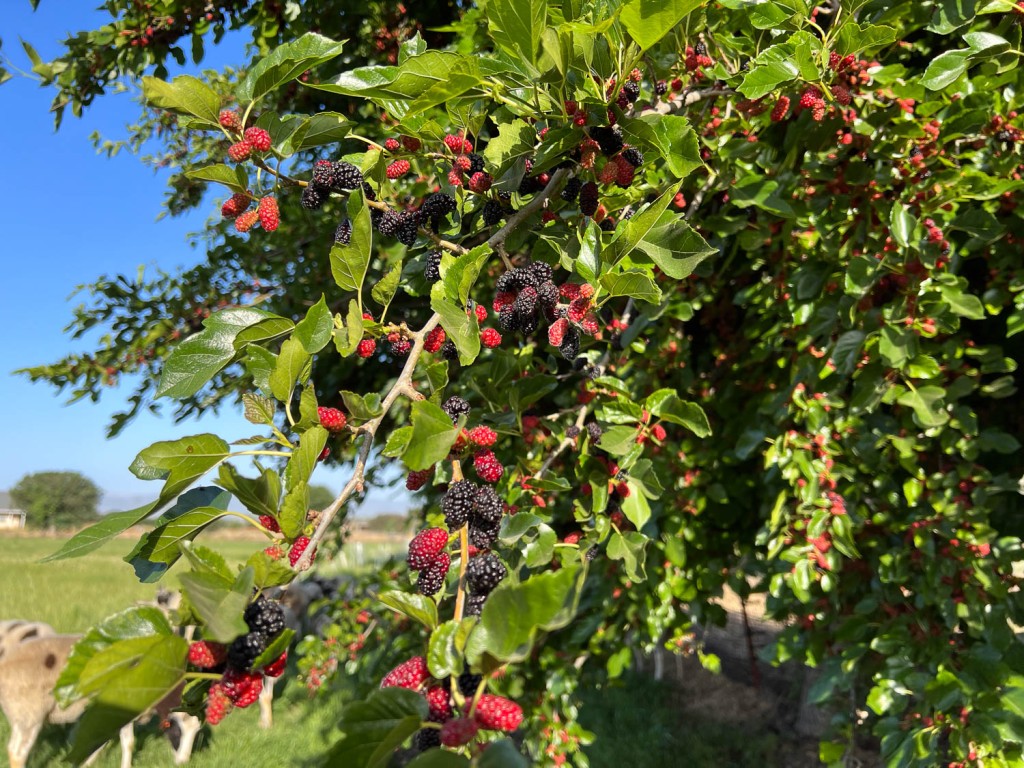 Mulberry tree with red and black berries.
